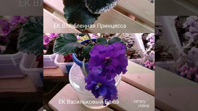 Фиалочки  цветем!!!