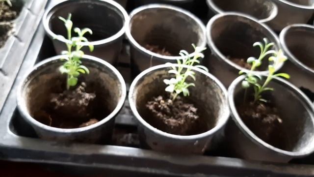 Лаванда сорт Хемус. Характеристики, посадка, уход.