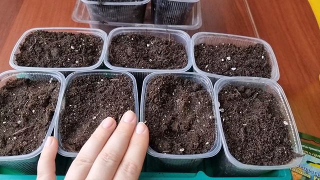 Какие БАРХАТЦЫ сею на рассаду в марте