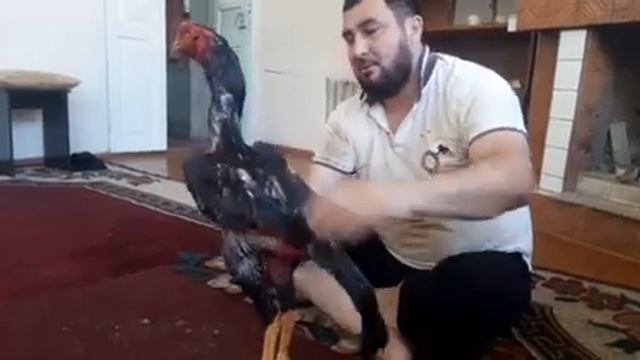 Xoʻroz toblash jarayoni 2023