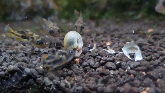 Repas carinotetraodon travancoricus tétraodon nain planorbe