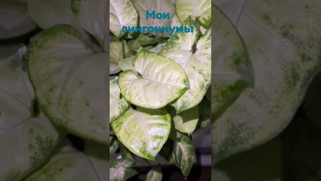 вот так мои сингониумы ютятся на окне #комнатныецветы #цветы #сингониум