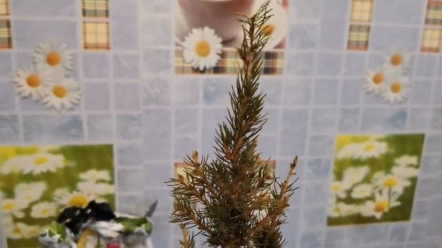 Ель Канадская! Пересадка ели!