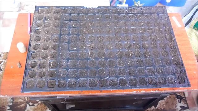 как вырастить картофель из семян