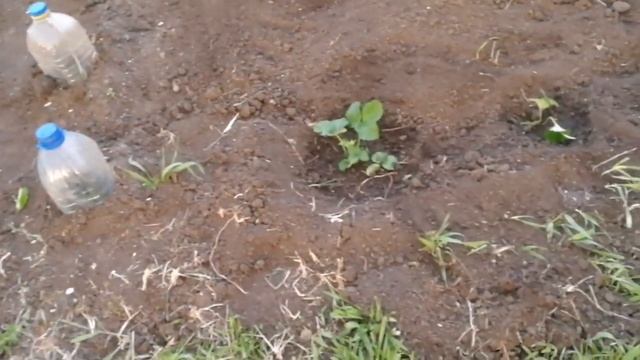 ЖИВУ В ДЕРЕВНЕ ПЕРВАЯ РАДУГА РАДУГА НАД СЕЛОМ