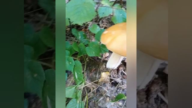Грибы в удовольствие.mp4