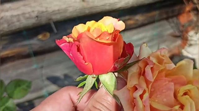 Не хотят лилии в мой сад!☹️? Наслаждение розами, скоро зима...?