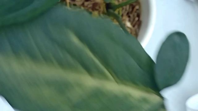 Repotting Syngonium Pink, Syngonium Pink Splash & Syngonium Tiffany
