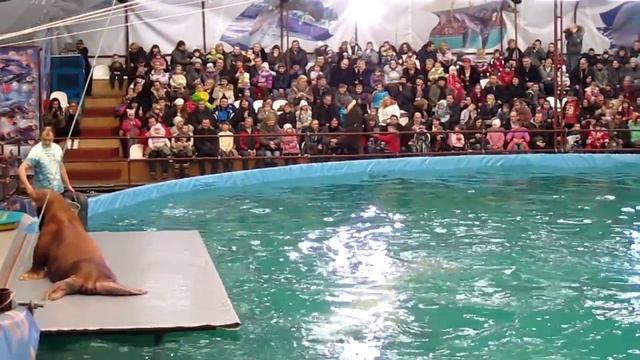 Дельфинарий на Притыцкого в Минске. Выступление моржа