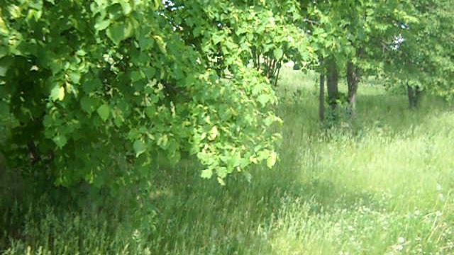 Вагонка. г. Нижний Тагил. Заросли сорной растительности на 18 июня 2024 года.