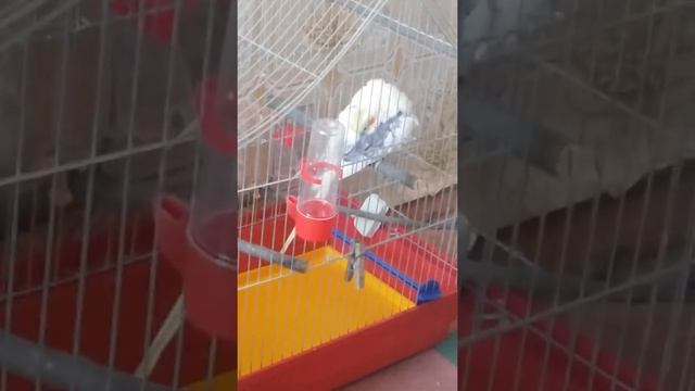 Попугай Корелла.Мальчик или девочка?