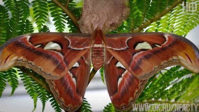 Топ 10 самых больших бабочек