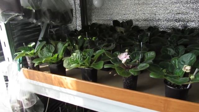 ПРЯЧЕМ ФИАЛКИ ОТ ПРЯМЫХ ВЕСЕННИХ СОЛНЕЧНЫХ ЛУЧЕЙ.