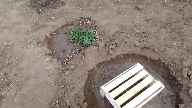 Посадка дуба на даче в лесопосадке 2