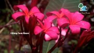 സുഗന്ധതൈലം നിർമ്മിക്കുന്ന വിഷചെടി | Plumeria Plant Care Malayalam