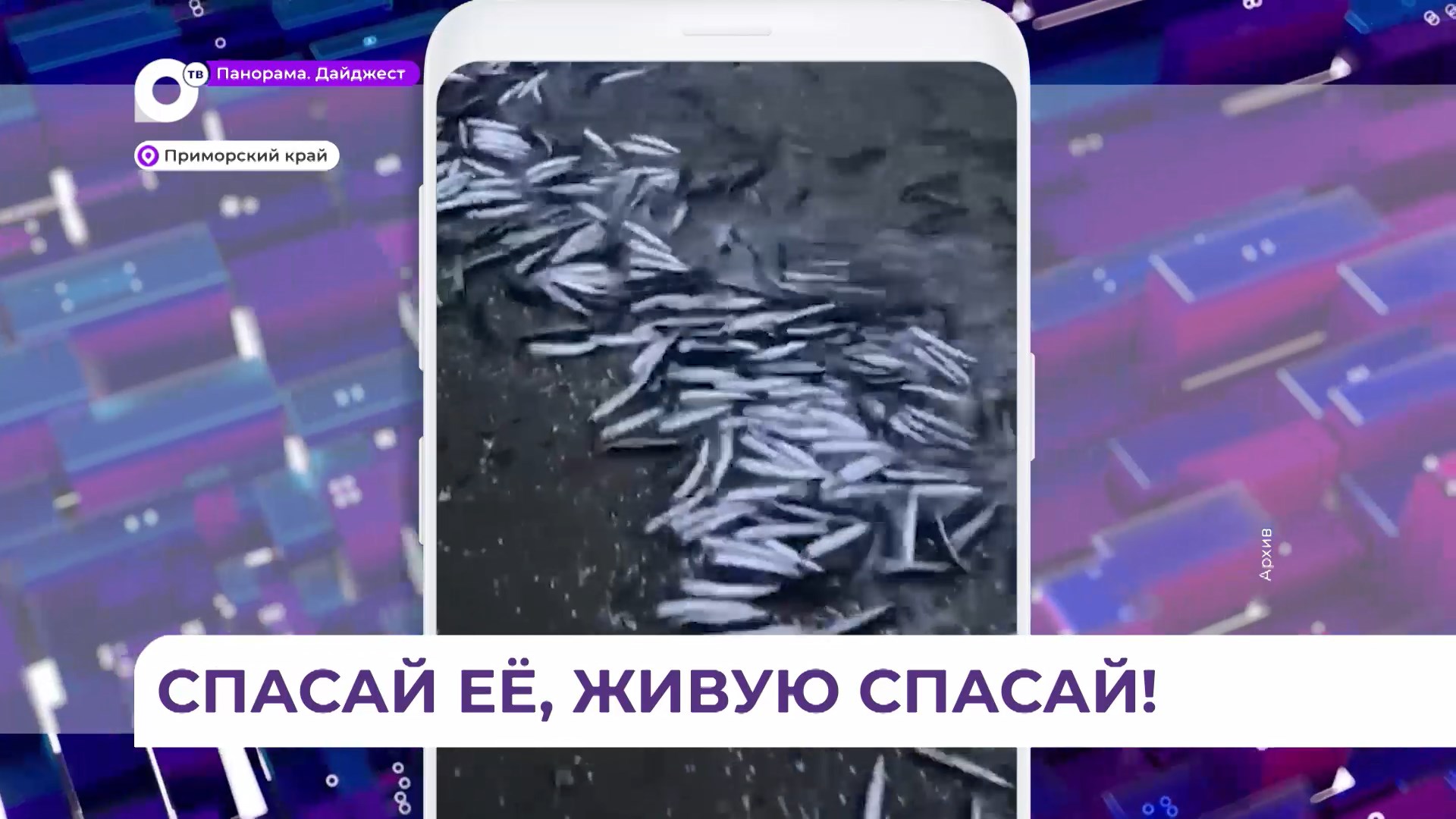Жители Владивостока устроили операцию по спасению анчоусов на набережной Эгершельда