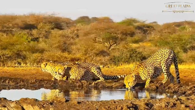 Африка. Гепарды у водопоя - Africa. Cheetahs at the watering hole