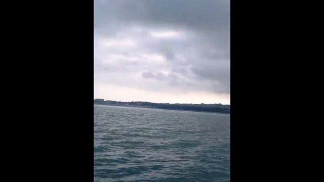 ЛАБРАДОР БЕРТА  В ГОСТИ К БЕРТЕ  ЗАПЛЫВЧИК  ПУЛЛЕР