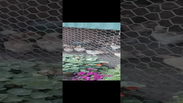 мой   брат   САША  кормит  кур!🐔