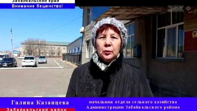 ПРОФИЛАКТИКА БЕШЕНСТВА В ЗАБАЙКАЛЬЕ