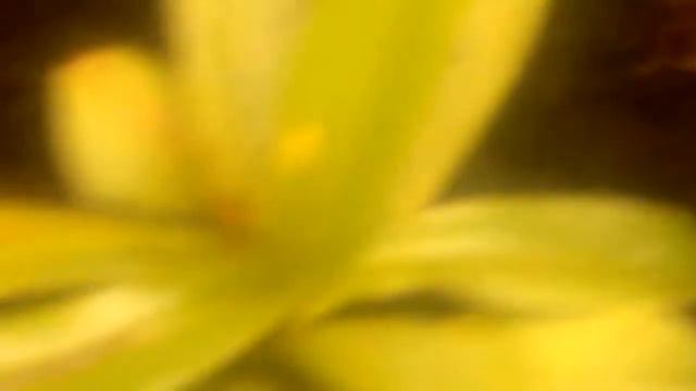 My carnivorous plants 2