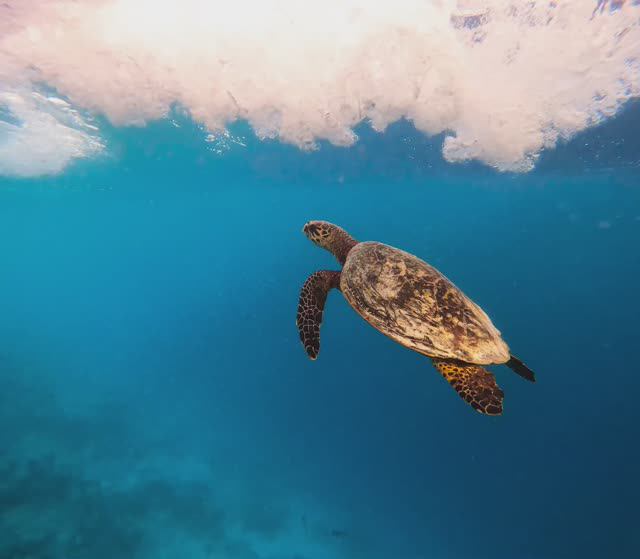 Мальдивы. Relax. Снорклинг с черепахами. Turtle meeting