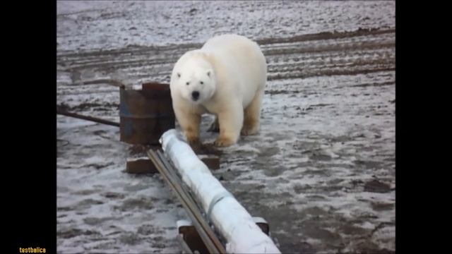 Белый медведь слишком близко подошел к строителям