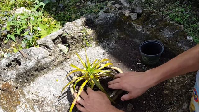 Como cultivar Piña enana en tiesto decorativo