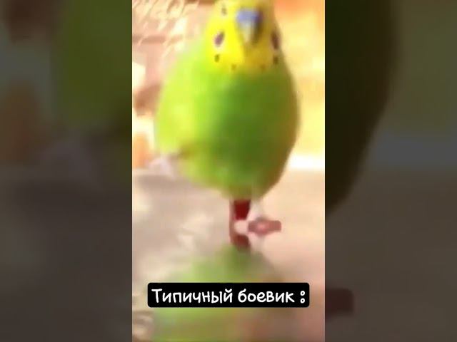 Типичный боевик