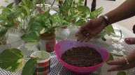 INDIAS LOCK DOWN 🔐 I INDOOR PLANT I MONEY PLANT I MALAYALAM