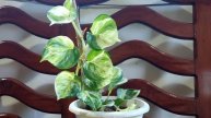 Manjula pothos_plant spot light_care tips