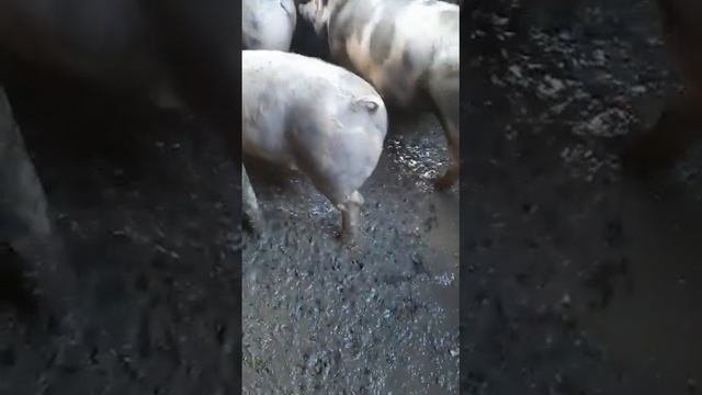 поросята пьетрен макстер