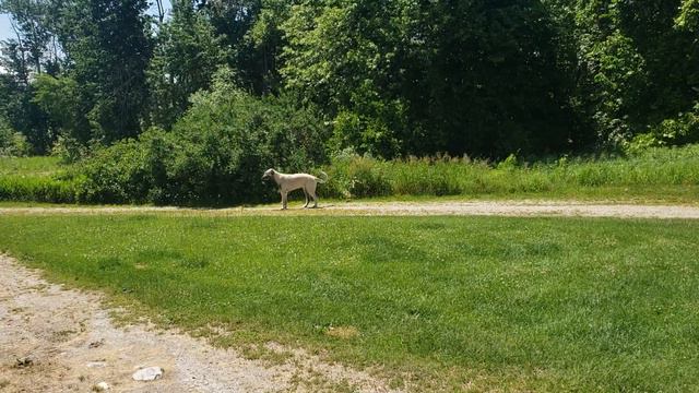 Carlos Santana the Irish Wolfhound out for a morning run