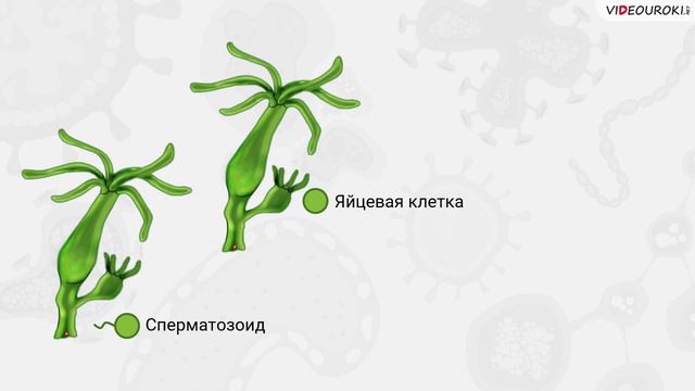 12. Беспозвоночные животные. Кишечнополостные