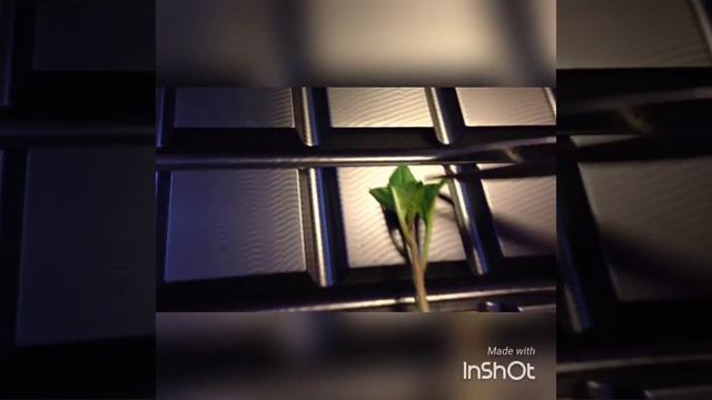 Петуния. Мой опыт черенкования