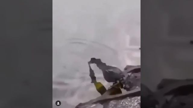 Птица использует приманку для ловли рыбы