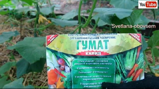 СУПЕР СМЕСЬ №1 ОТ БОЛЕЗНИ ОГУРЦОВ + ПОДКОРМКА  для РОСТА и СЛАДОСТИ ПЛОДОВ