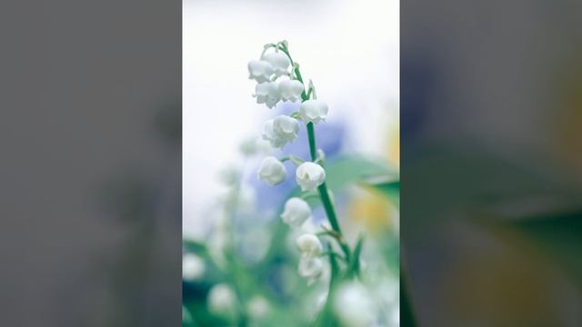 2. Ландыш серебристый. Равенство как уравнение  2. Muguet.  Légalité comme équation