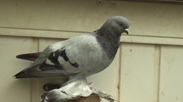Tauben / Pigeons / Mои голуби / Близко снял голубей / 20.06.19
