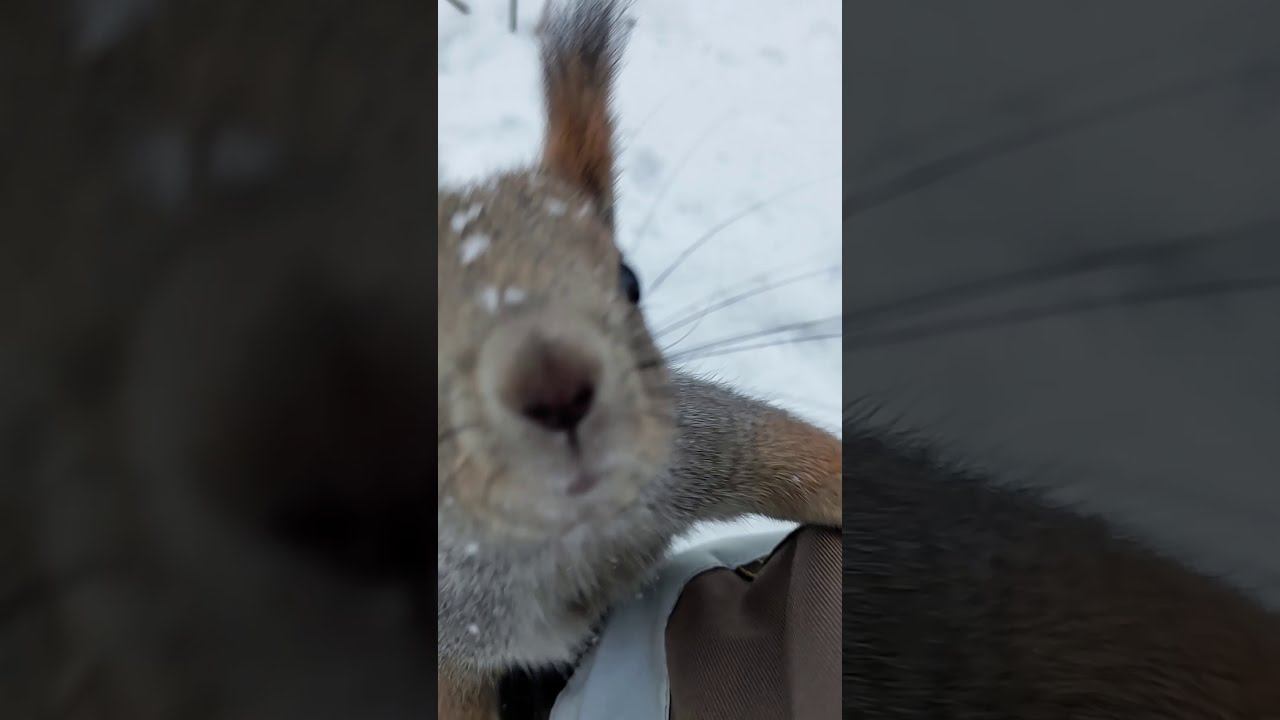г Пыть Ях Наглая белочка