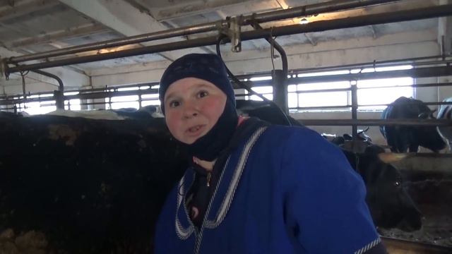 Булдыклылар барда эш көйле ("Мир" хуҗалыгының Карабаш сөтчелек фермасыннан репортаж)