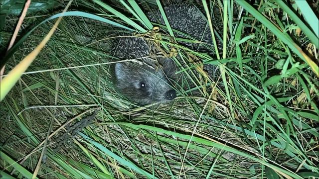 ёжик опять пришел поесть!