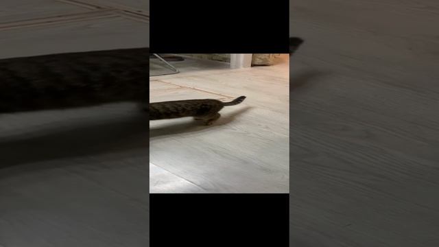 такого кота вы ещё не видели