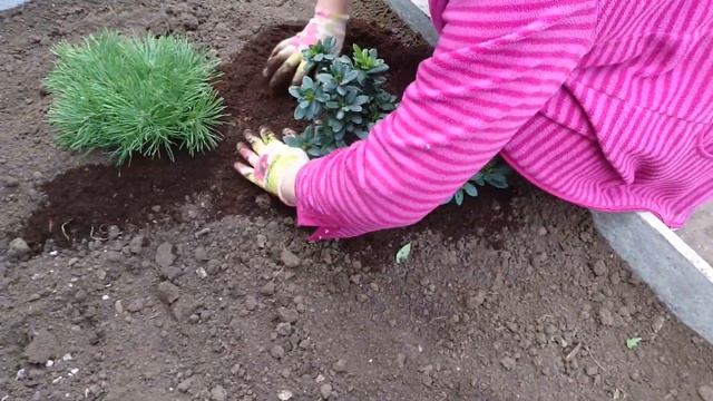 Как мы посадили рододендрон, наша новая клумба с вечнозелеными растениями