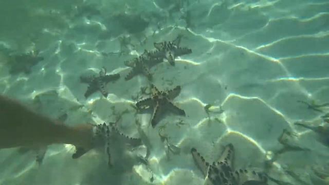 нашли залежи Starfish -  морские звёзды, остров Палаван, Филиппины