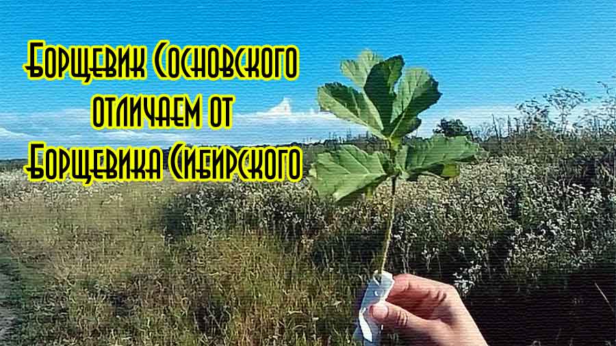 Как отличить опасный борщевик от съедобного