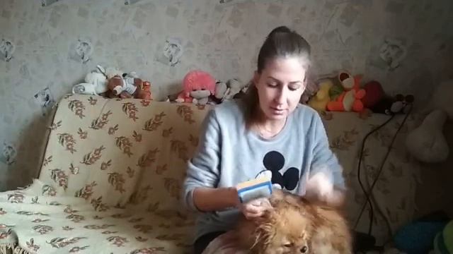 Купаю, расчесываю шпица Лили Сан