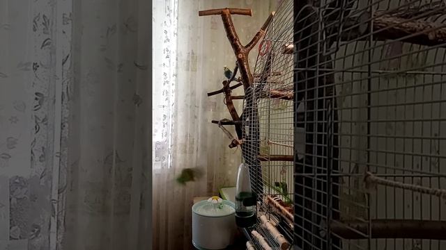 Сегодня в Курске +29.Жарко,попугайчики купаются.