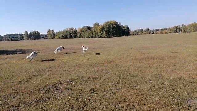 русские борзые и приманка. Кто в лес, кто по дрова. Черемша учится, но всем мешает. Догон устоял.