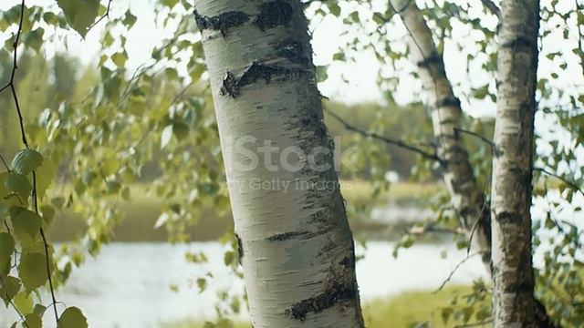 Чалдавар